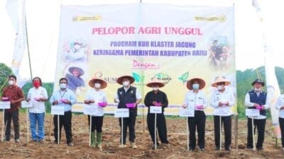Bupati Dairi Tanam Perdana Klaster Jagung di Desa Tanah Pinem