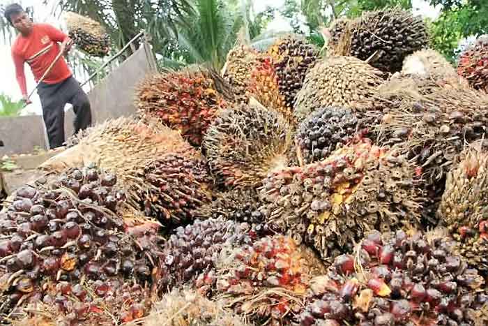 Kebijakan Turunkan Harga Minyak Goreng Cuma Bagus untuk Jangka Pendek