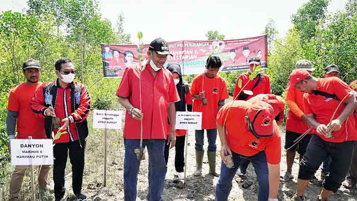 Peringati HUT Ke-49, DPC PDIP Tanam Mangrove di Langkat