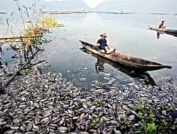 Ribuan Ton Ikan Mati di Danau Maninjau Timbulkan Bau Busuk