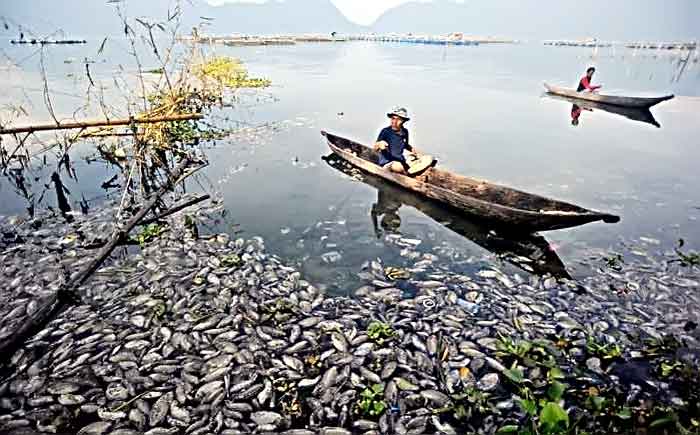 Ribuan Ton Ikan Mati di Danau Maninjau Timbulkan Bau Busuk