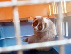 BBTNGL Wilayah V Bahorok Lepas Liarkan Dua Ekor Hewan Kukang