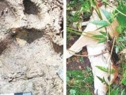 Harimau Sumatra Lahap Ternak Warga di Dua Desa Kecamatan Bahorok