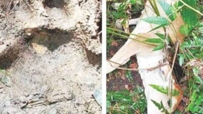 Harimau Sumatra Lahap Ternak Warga di Dua Desa Kecamatan Bahorok