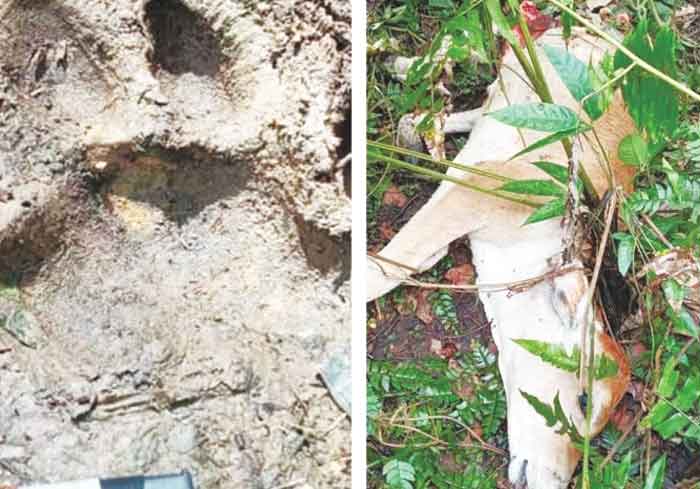 Harimau Sumatra Lahap Ternak Warga di Dua Desa Kecamatan Bahorok
