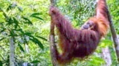 Ini Persyaratan Bagi Wisatawan Berwisata Alam ke TNGL di Langkat