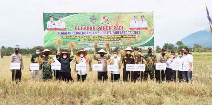 Kapoldasu Panen Raya Padi dan Tinjau Tanaman Bawang di Karo