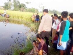 Penemuan Mayat di Areal Persawahan, Polres Deliserdang Olah TKP