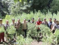Poldasu Musnahkan Ladang Ganja di Madina