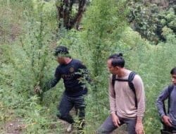Poldasu dan Polres Madina Temukan Ladang Ganja Seluas Dua Hektare