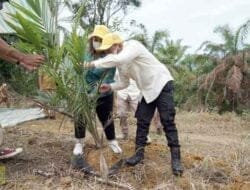 Ratusan Hektare Kebun Sawit Rakyat Pagindar Siap Ditanam Ulang