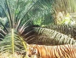 Harimau Sumatra Masuki Perkampungan di Sawit Seberang