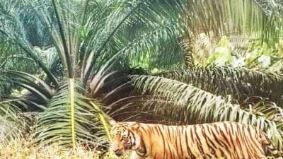 Harimau Sumatra Masuki Perkampungan di Sawit Seberang