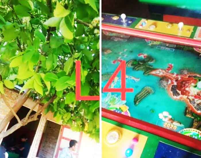 Betik Bandar Judi Tembak Ikan di Pasar 5 Desa Manunggal Kecamatan Helvetia Medan Terkesan Kebal Hukum