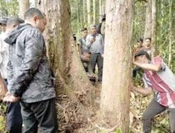Bupati Pakpak Bharat Kunjungi Kawasan Pelestarian Hutan Kapur