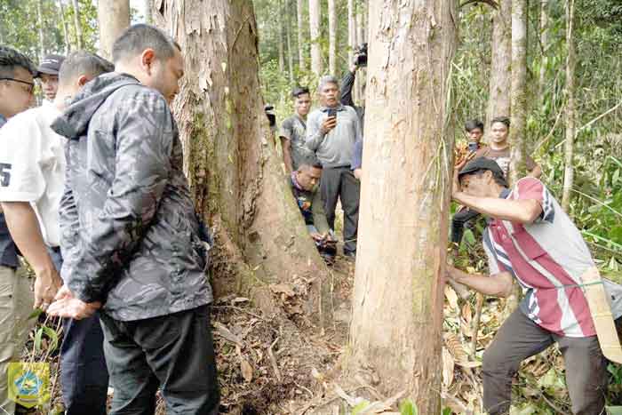 Bupati Pakpak Bharat Kunjungi Kawasan Pelestarian Hutan Kapur