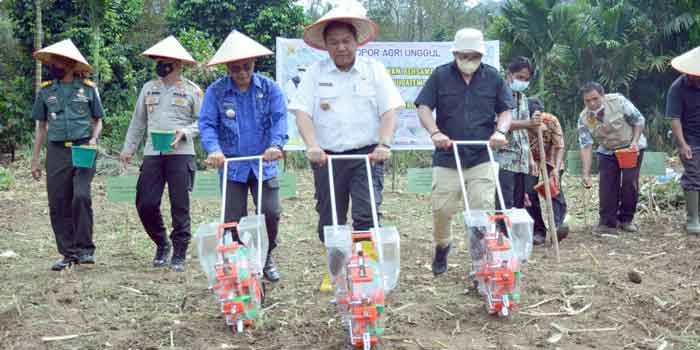 Bupati Dairi Tanam Bersama KUR Klaster Jagung dan Bagikan Alsintan di Kecamatan Tigalingga