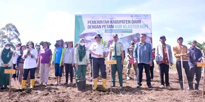 Bupati Eddy Berutu Tanam Kopi di Kecamatan Parbuluan