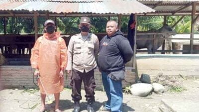 Kanit Binmas Polsek Bahorok Giat Penyemprotan Disinfektan Kandang Sapi