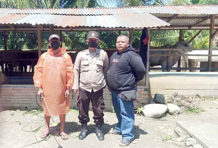 Kanit Binmas Polsek Bahorok Giat Penyemprotan Disinfektan Kandang Sapi
