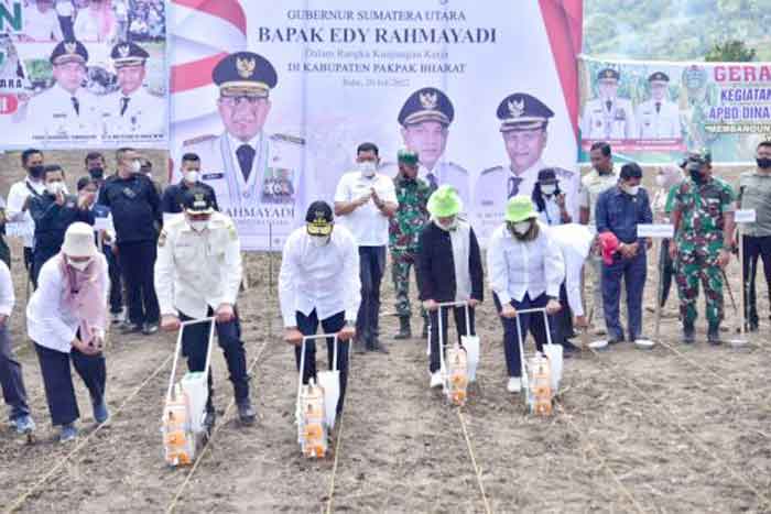Gubsu Optimis Pakpak Bharat Bisa Jadi Produsen Utama Jagung di Sumut