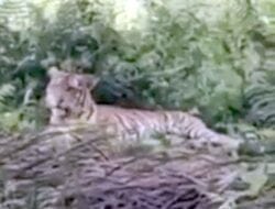Harimau Sumatera Kembali Terlihat Masuki Pemukiman Warga di Langkat