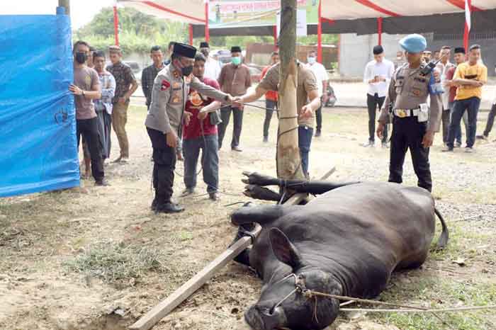 Kapolda Sumut Saksikan Penyembelihan Hewan Kurban
