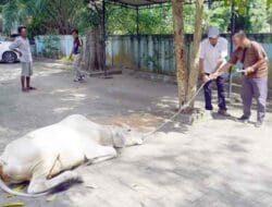 Keluarga Besar H Ngogesa Sitepu Serahkan Seekor Sapi Kurban ke PWI Langkat
