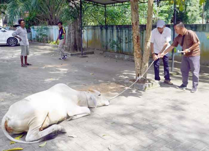 Keluarga Besar H Ngogesa Sitepu Serahkan Seekor Sapi Kurban ke PWI Langkat