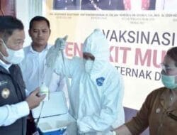 Pemkab Dairi Gerak Cepat Antisipasi Penyebaran PMK Pada Hewan Ternak