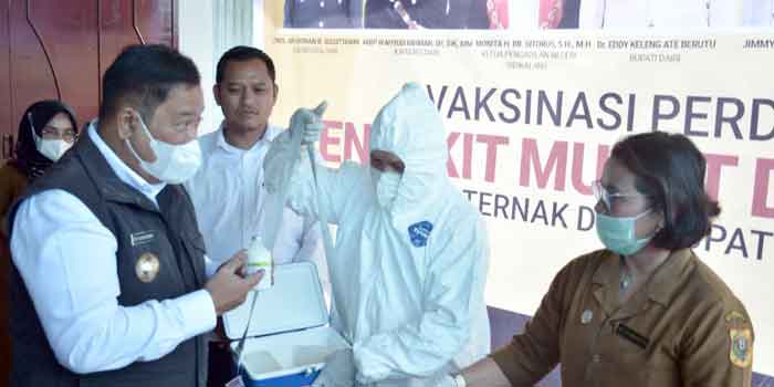 Pemkab Dairi Gerak Cepat Antisipasi Penyebaran PMK Pada Hewan Ternak