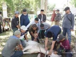 Pemko Tanjungbalai Sembelih 6 Ekor Lembu Kurban
