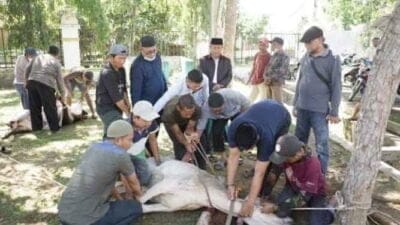Pemko Tanjungbalai Sembelih 6 Ekor Lembu Kurban