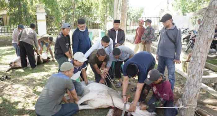 Pemko Tanjungbalai Sembelih 6 Ekor Lembu Kurban