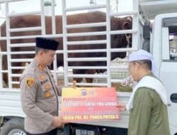 Sapi Kurban Kapoldasu Seberat 1 Ton Diserahkan Kapolres Langkat Kepada Tuan Guru Babussalam