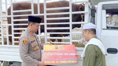 Sapi Kurban Kapoldasu Seberat 1 Ton Diserahkan Kapolres Langkat Kepada Tuan Guru Babussalam