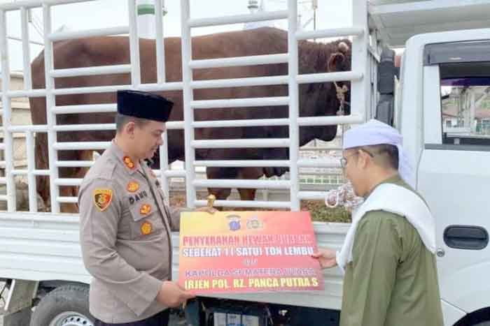 Sapi Kurban Kapoldasu Seberat 1 Ton Diserahkan Kapolres Langkat Kepada Tuan Guru Babussalam