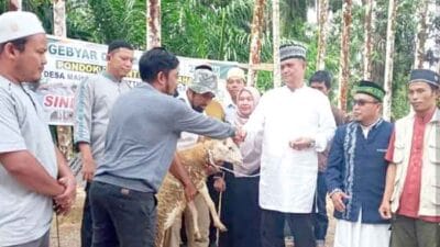 Wabup Pakpak Bharat Serahkan 120 Hewan Kurban dari Lembaga Amil Zakat Nasional