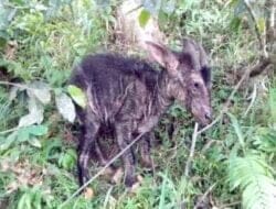 Warga Dusun Perteguhen Temukan Kambing Hutan Gunung