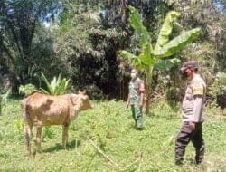 Babinsa Polsek Salapian dan Petugas Inseminator dalam Penanggulangan Virus PMK