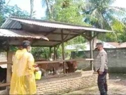 Giat Penyemprotan Disinfektan, Kanit Binmas Bahorok Dampingi Pemilik Kandang Sapi