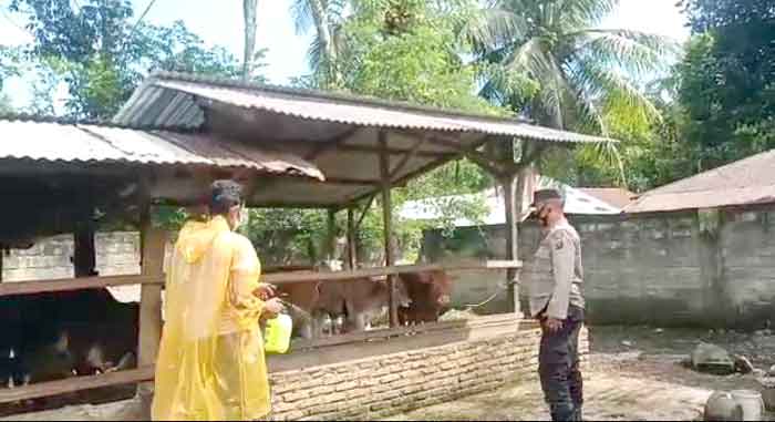 Giat Penyemprotan Disinfektan, Kanit Binmas Bahorok Dampingi Pemilik Kandang Sapi