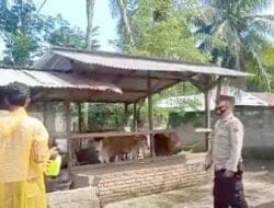 Kanit Binmas Polsek Bahorok Laksanakan Penyemprotan Disinfektan Kandang Sapi