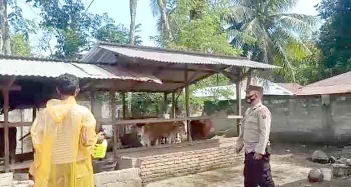 Kanit Binmas Polsek Bahorok Laksanakan Penyemprotan Disinfektan Kandang Sapi