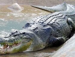 Masyarakat Gampong Suka Makmur Resah Masuknya Buaya ke Permukiman Warga