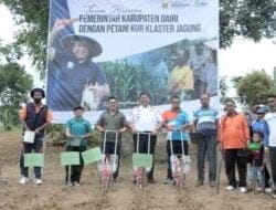 Pemkab Dairi Tanam Jagung KUR Klaster di Desa Maju