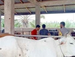 Antisipasi Wabah PMK, Bhabinkamtibmas dan Dinas Peternakan Gebang Lakukan Suntik Vaksin