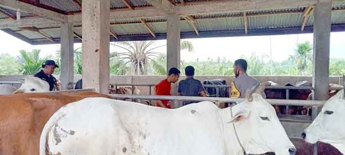 Antisipasi Wabah PMK, Bhabinkamtibmas dan Dinas Peternakan Gebang Lakukan Suntik Vaksin
