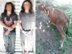 Unit Reskrim Polsek Stabat Ringkus Pencuri Hewan Ternak