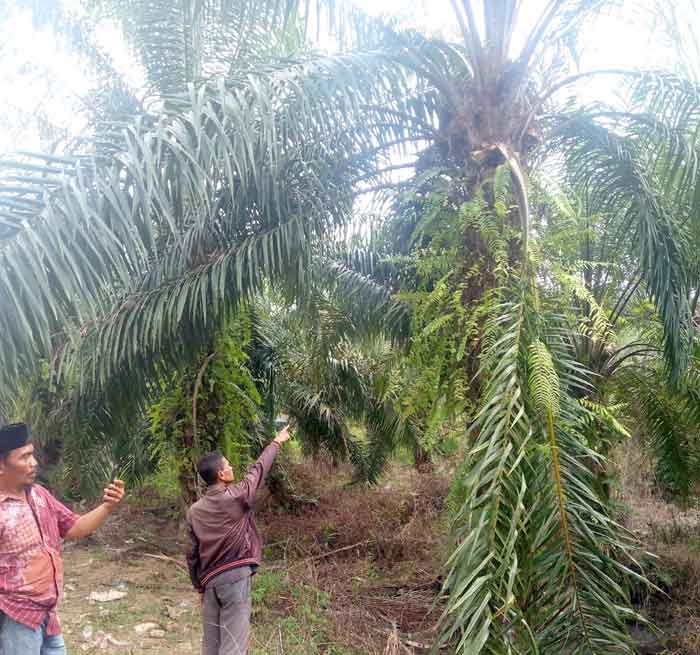 Bustami Pohan Angkat Bicara Terkait Buah Sawit KPPB 22 Desa di Aceh Singkil Ludes Dipanen Oknum Koordinator